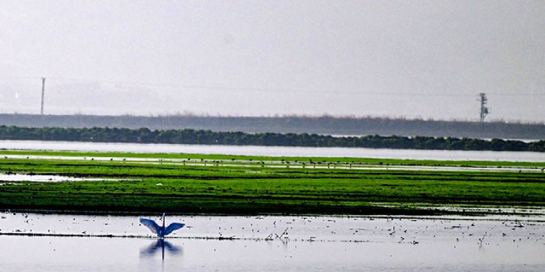 Yağışlar yeniden suyla doldurdu: Gavur Gölü kuşların sesiyle coştu! 2